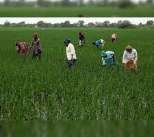 Farm Exports Soar: India Outperforms Global Market Despite US Tariffs