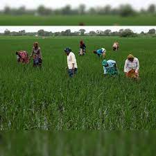 Farm Exports Soar: India Outperforms Global Market Despite US Tariffs